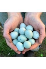 Karacan Mavi Bıldırcın Yumurtası 12'li