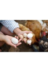 Sude Hayvancılık Tavuk Yumurtası 24'lü
