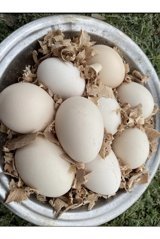 Çiftlik Organik Tavuk Yumurtası 21'li