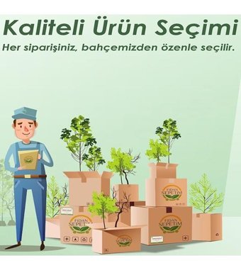 Fidansepetim Yakut Parlak 33 lt Saksı Siyah