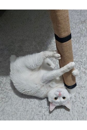 Miyav 60 cm Kedi Tırmalama Tahtası