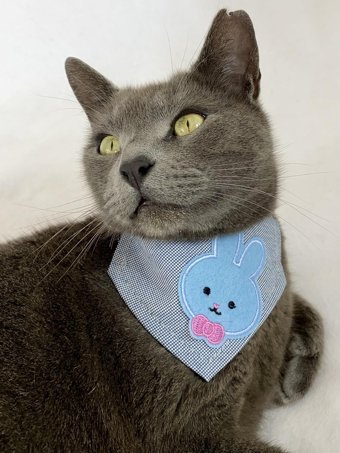 Kemique Blue Bunny Papyonlu Açık Mavi Gezdirme Boyun Kedi Tasması